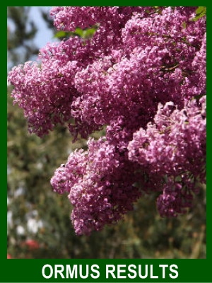 Ormus increased blooms