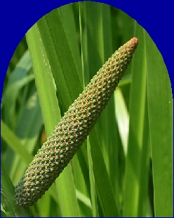 Ormus Minerals Calamus2